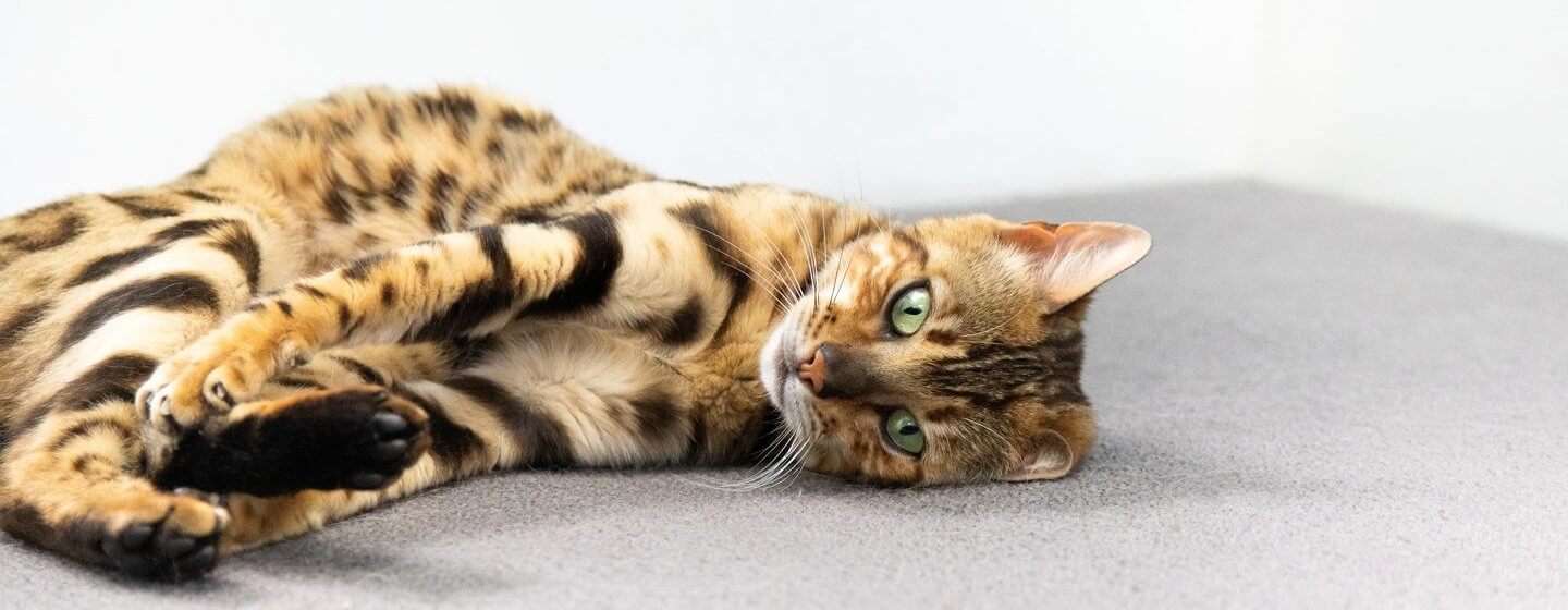 Cat Scratch Fever Everything You Need to Know Purina
